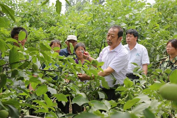 图为李保国在田间为农户解说核桃莳植适用手艺。。。。